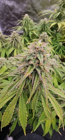 Blueberry  — flower, day 69