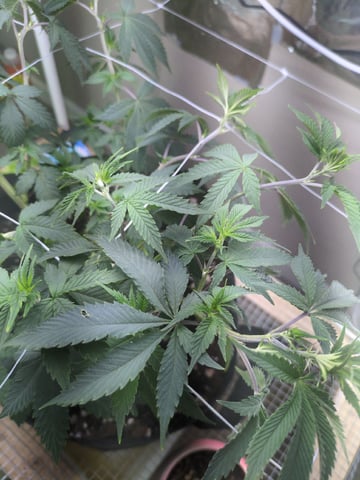 Audrey III — vegetative, day 82