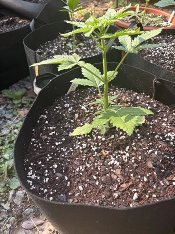 Rc Exotics — vegetative, day 33
