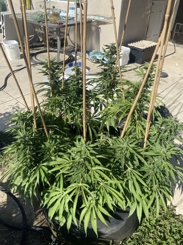 Solfire Gardens Grow — flower, day 136