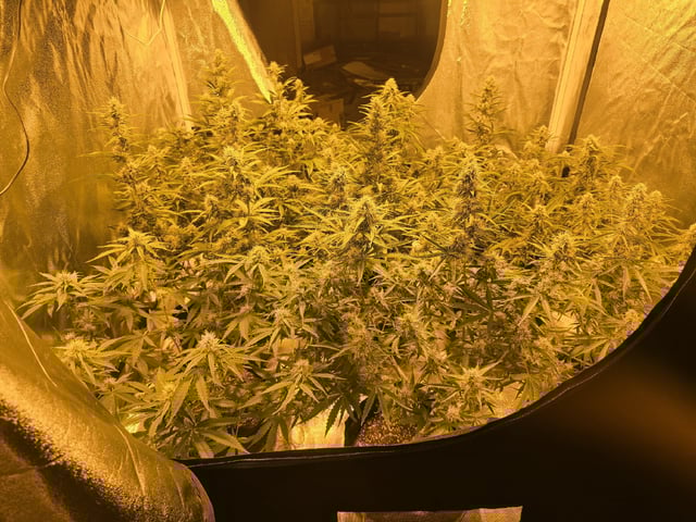 3rd Auto Grow — flower, day 77