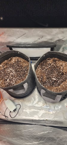 FastBuds Trainwreck Auto — germination, day 2