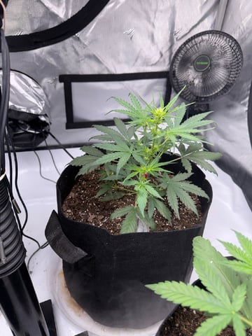 Firstgrow-autoflowers — vegetative, day 28