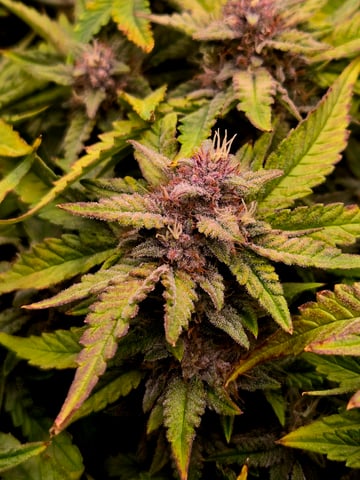 Fastbuds Autoflower Run — flower, day 88