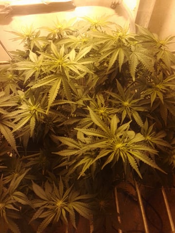 If it's Loose it's got to be a Unicorn.. — flower, day 36