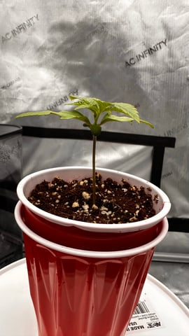 Autos: Banana Purple Punch (1)  & Guava Fig (2) — seedling_rooting, day 10