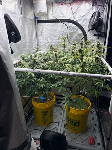 3rd grow  — flower, day 91