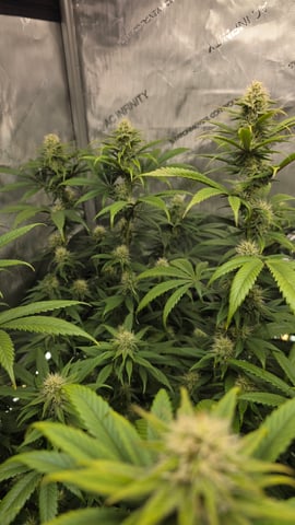 ethos genetics  — flower, day 86