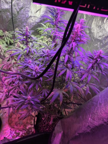 2025-26 — flower, day 84