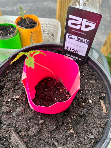 My First Grow — seedling_rooting, day 23