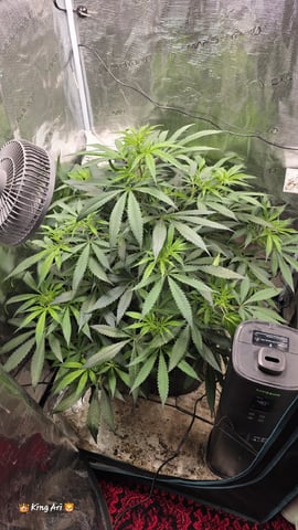 Slightly Stoopid Fruits  — vegetative, day 1