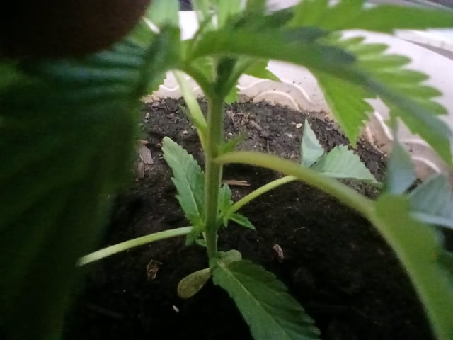 Vegetative  — vegetative, day 28