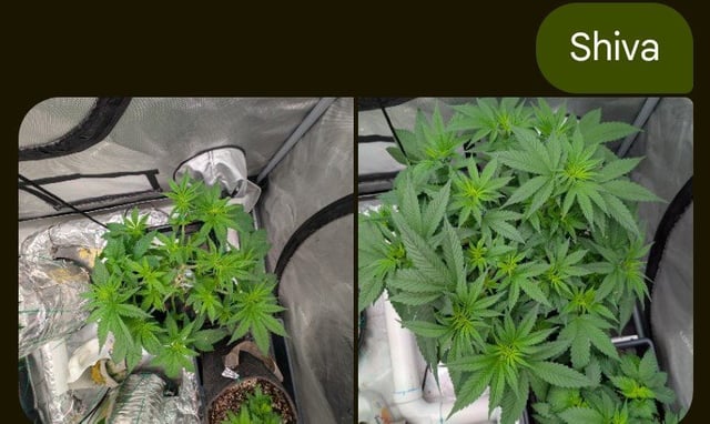 Bloody Mango — flower, day 65