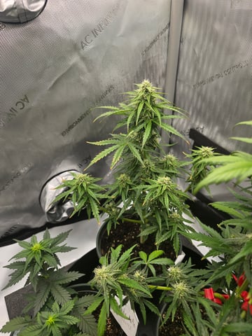 Homegrown - 🍒 🥧 & GSC Auto, 🚀 Seeds 🍌 Buttercups  — flower, day 47