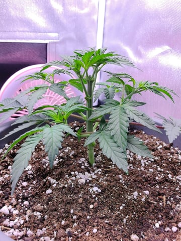 First grow in first set up — vegetative, day 46