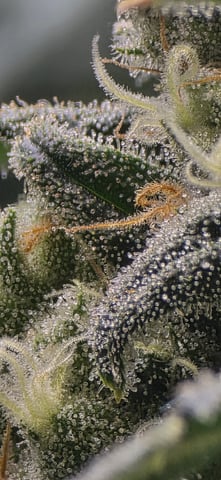 strawberry guava bx — flower, day 15