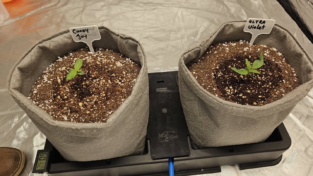 Jelousy Fast(Photo) & Ultra Voilet (Auto) — flower, day 45