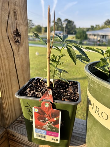 My Current Grow  — none, day 45