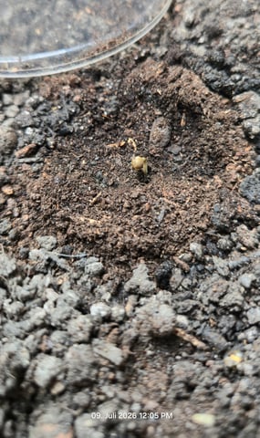 Gelato Auto  — seedling_rooting, day 2