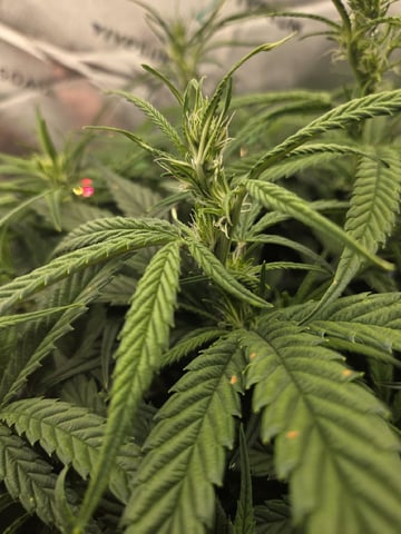 Northern Lights / Banana Kush — flower, day 61