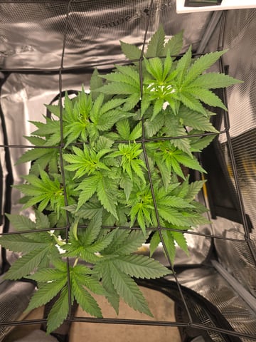 Northern lights #10 (Alaska) — vegetative, day 28