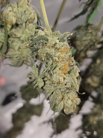 Bruce Banner #4  — harvest, day 129