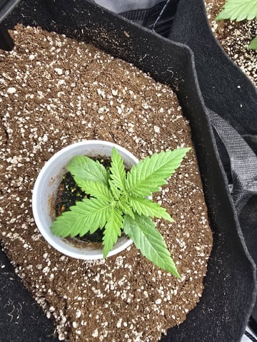 Coco Grow — seedling_rooting, day 20