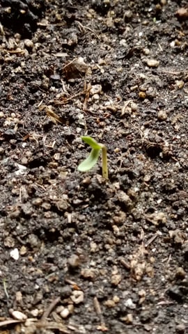 Jack hearer/Jack the ripper? — seedling_rooting, day 1