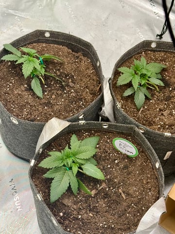 Humboldt  — vegetative, day 24