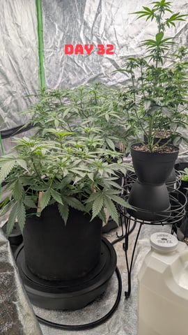 Strawberry Cheesecake Seedsman Seeds Autoflowers x2 — seedling_rooting, day 35