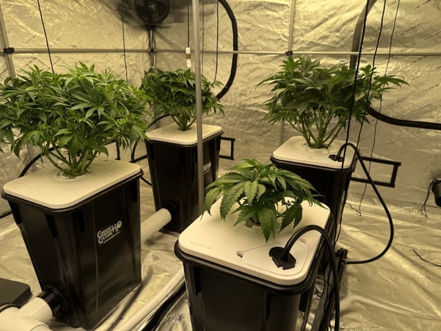 Start over! — vegetative, day 46