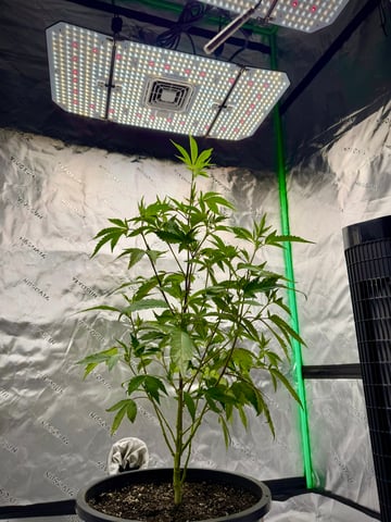 Bluntz Grow — grow_setup, day 2