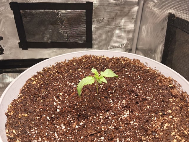 Gorilla Sherbert Feminized From Blimburn Seeds  — seedling_rooting, day 11