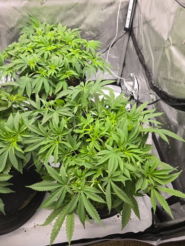 Purple Haze  — vegetative, day 34