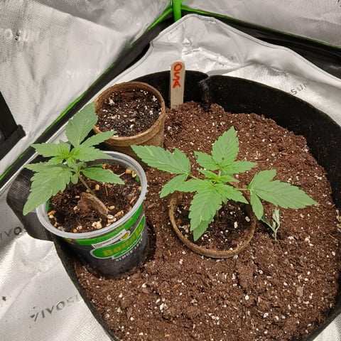 run #3 — vegetative, day 135