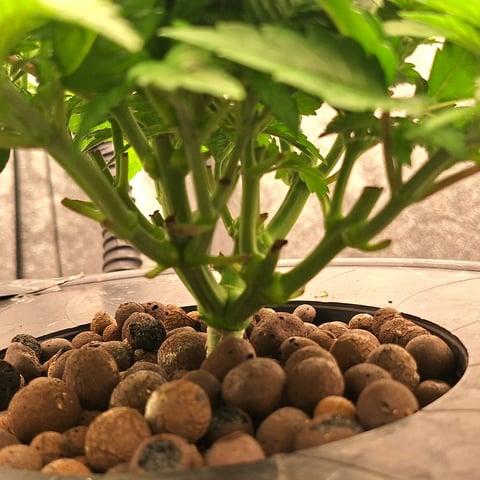 Blackberry Kush — vegetative, day 41