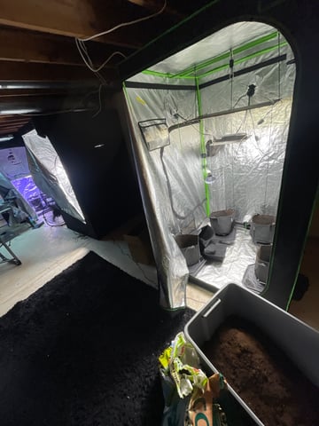 1st Ever Grow (GodFather OG) (Coco) — germination, day 3