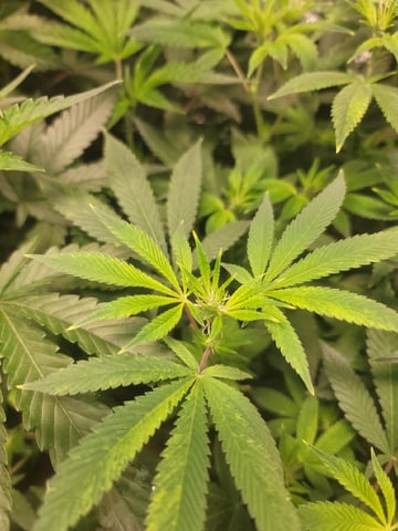 Ghetto Growing