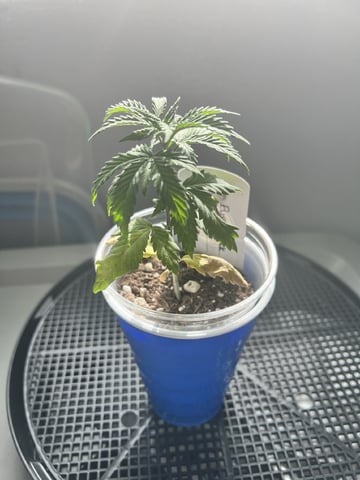 Inside Mother Plants — vegetative, day 36