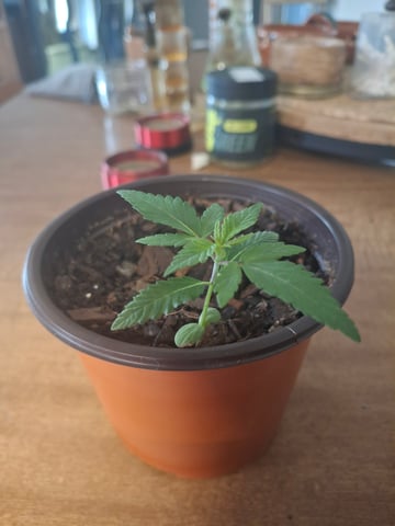 Lets start from the beginning — seedling_rooting, day 7