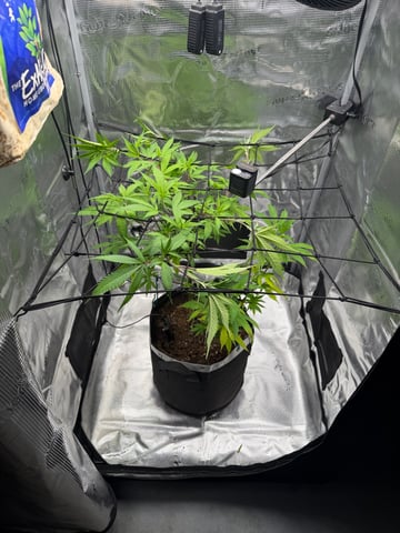  Apple fritter  Clones round two — vegetative, day 129