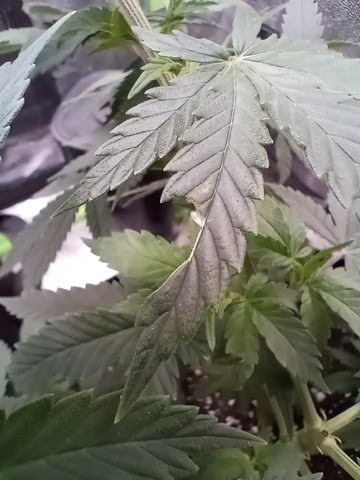 All Aboard!!! — vegetative, day 51