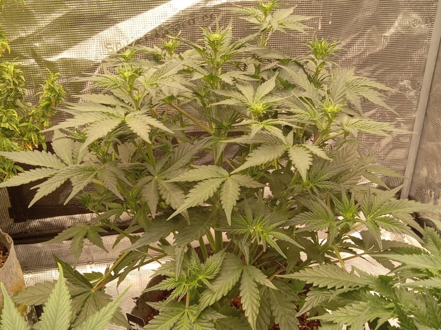 5 Autos — vegetative, day 8