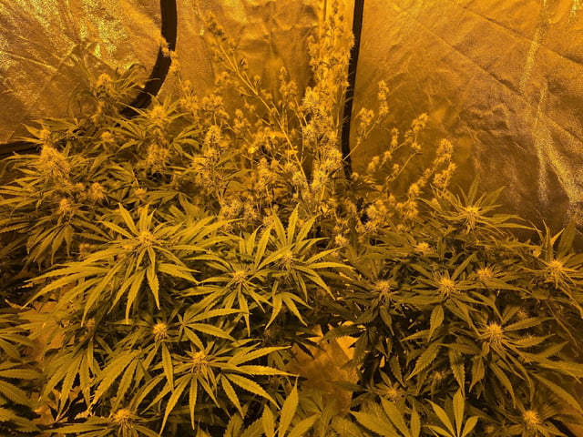 Autos AGAIN — flower, day 59
