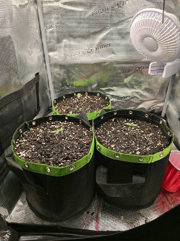  1 Blue Zushi x Venom & 1 Jack Here x Strawberry Cookies OG — seedling_rooting, day 8