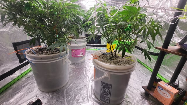 1st grow indoors(cardboard box to 2x2x4 to 5x5x6) — vegetative, day 80