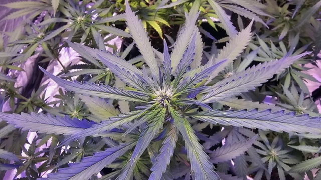 Amnesia Haze Run — flower, day 48