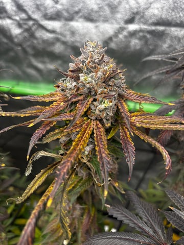 Pink Passion Fruit — flower, day 118