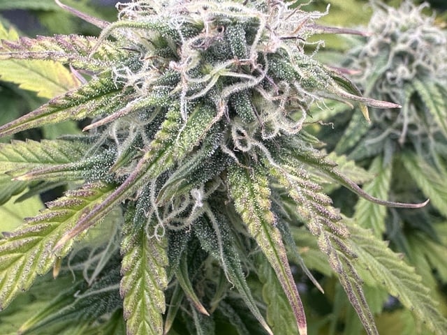 Pine (Auto) 2025 - 0 — flower, day 70