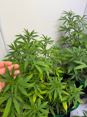 indoor tent  — vegetative, day 16